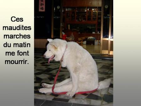 MON CHIEN APRES 7ETAGES